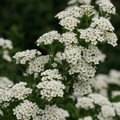 Spiraea arguta 3 Litre