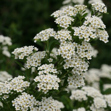 Spiraea Arguta 4.6 Litre