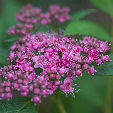 Spiraea Double Play Artist 3 Litre