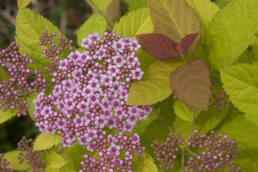 Spiraea Double Play Big Bang 3 Litre