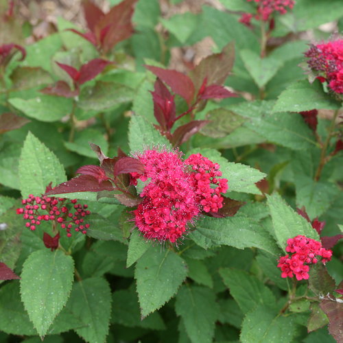 Spiraea Double Play Doozie 3 Litre