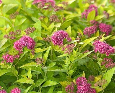 Spiraea Double Play Gold 3 Litre