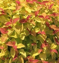 Spiraea Firelight 3 Litre