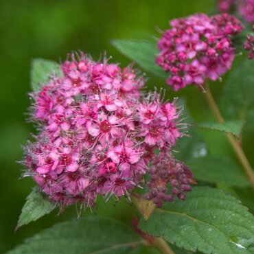 Spiraea Merlo Green 3 Litre