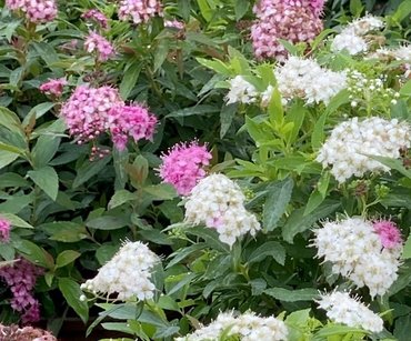 Spiraea Shirobana 3 Litre