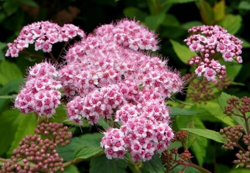 Spiraea Sparkling Champagne 3 Litre