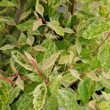 Spiraea Van Houttei Pink Ice 3 Litre