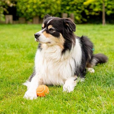 Squeaky Pooch 5cm Mini Tennis Balls 4 Pack - image 1