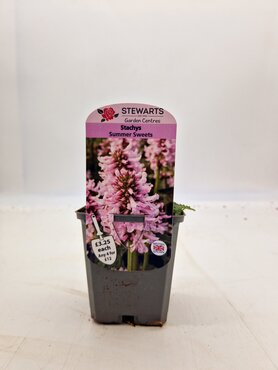 Stachys Summer Sweets 9cm