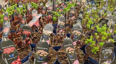 Starter Hydrangea Mix 2 Litre