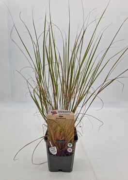 Stipa Arundinacea 9cm