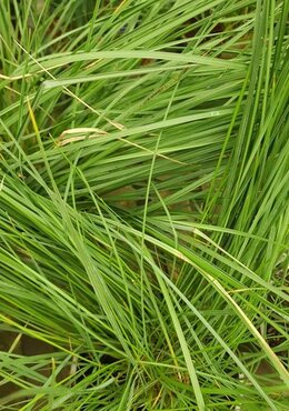 Stipa Gigantea 3 Litre