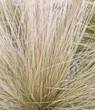 Stipa 'Pony Tails' 2 Litre