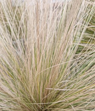 Stipa Tenuissima 3L