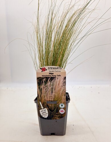 Stipa Tenuissima Pony Tails 9cm