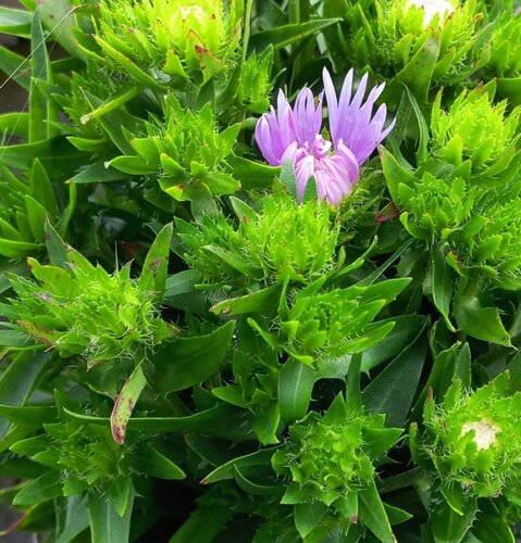 Stokesia Mels Blue 3 Litre