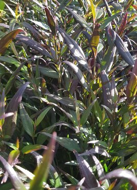 Strobilanthes Brunetthy 17cm