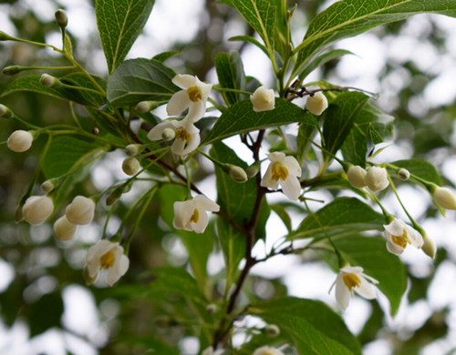 Styrax Fragrant Fountain 12 Litre