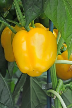 Sweet Pepper Yellow Bell Patio 1 Litre