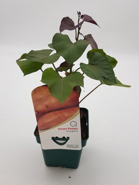 Sweet Potato Evangeline 10cm