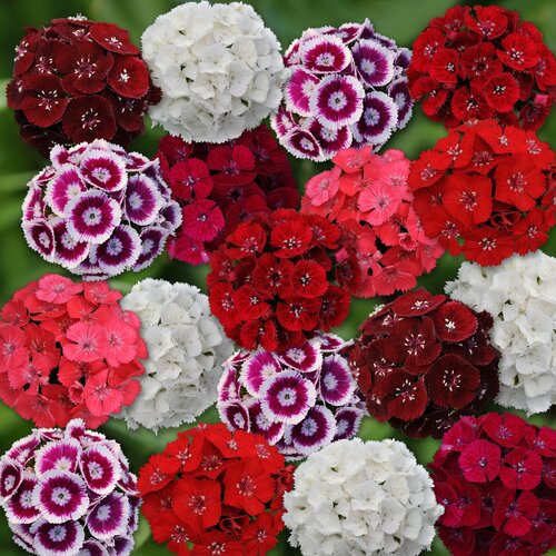 Sweet William Dwarf Mixed Six Pack