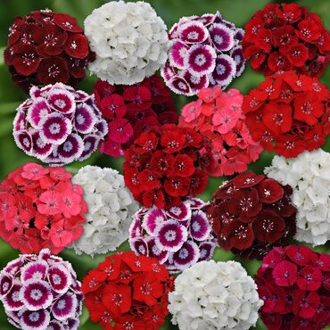 Sweet William Dwarf Mixed Six Pack