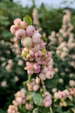 Symphoricarpos Symphony Rave 4.6 Litre