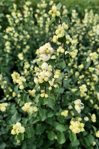 Symphoricarpos Symphony Rock 4.6 Litre