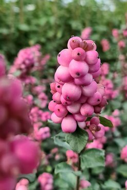 Symphoricarpos Symphony Rumble 4.6 Litre