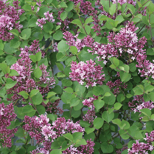 Syringa Bloomerang Dark Purple 3 Litre