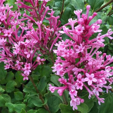 Syringa Bloomerang Pink Perfume 3 Litre