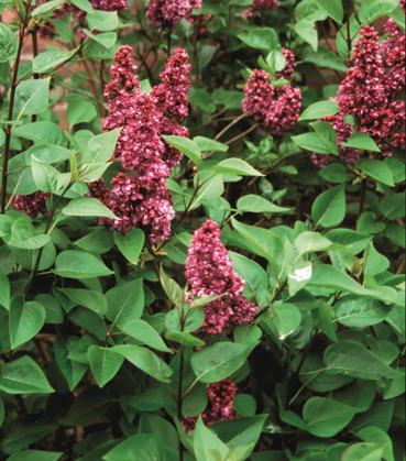 Syringa Charles Joly Standard 10 litre