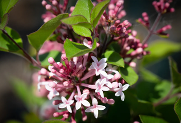 Syringa Meyeri Palibin 3 Litre