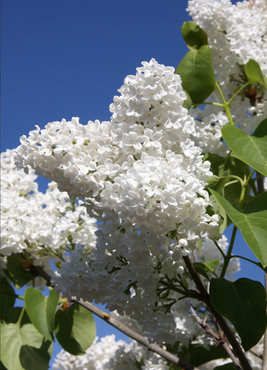 Syringa Mme.Lemoine 80cm Stem 10 Litre