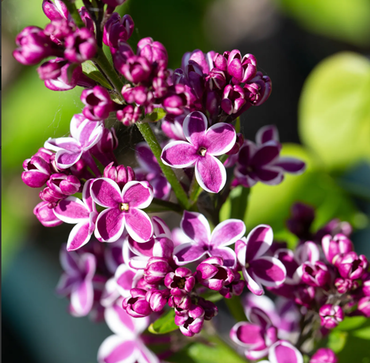 Syringa Sensation Standard 10 litre