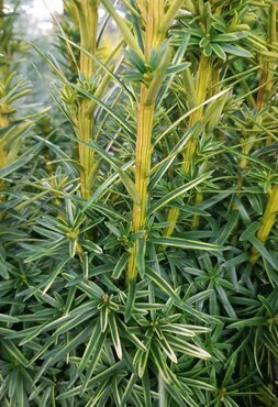 Taxus Baccata David 10 Litre