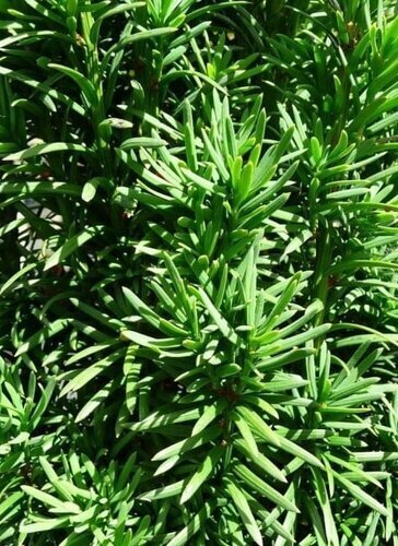 Taxus Baccata Fastigiata 10 Litre