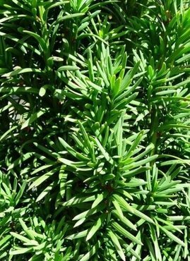 Taxus Baccata Fastigiata 10 Litre