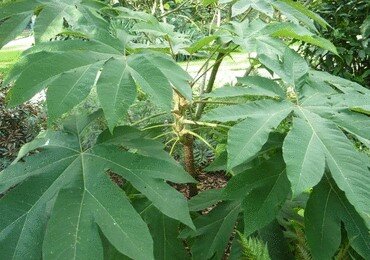 Tetrapanax Papyrifera Rex 4 Litre