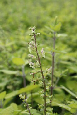 Teucrium Binstead Gold 2 Litre