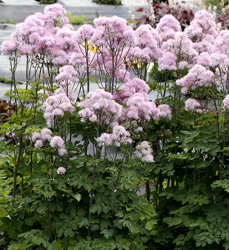 Thalictrum Nimbus Pink 3 Litre