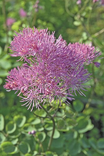 Thalictrum Thundercloud 3 Litre