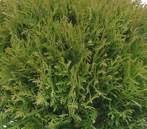 Thuja Danica 2.3 Litre