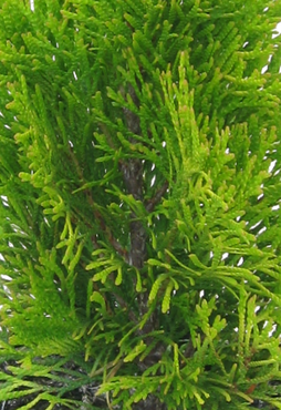 Thuja Golden Smaragd 1 litre