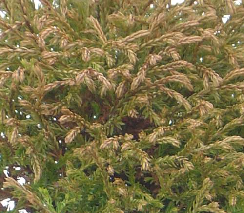 Thuja Golden Tuffet 1 litre