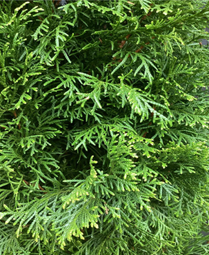 Thuja Smaragd 2.3 Litre