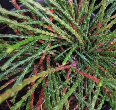 Thuja Whipcord 4.6 Litre