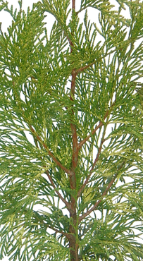 Thuja Zebrina 1 litre