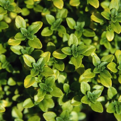 Thyme Archers Gold 11cm