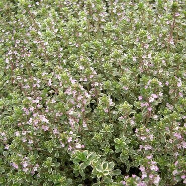 Thyme Foxley 11cm